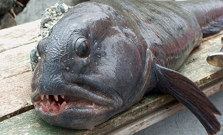 Рыба зубатка фото с головой: как выглядит зубатка на фотографии?