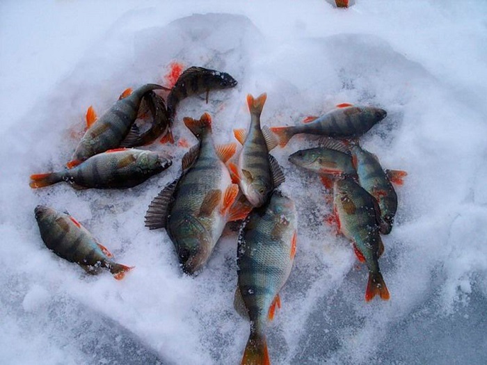 Окунь: общие сведения